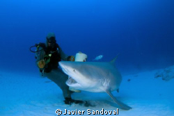 Playa del Carmen bull shark dive by Javier Sandoval 